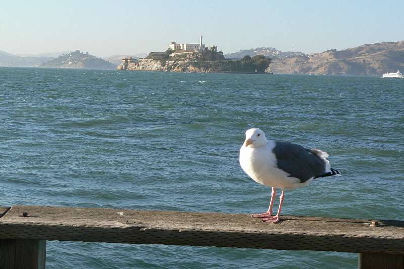 41 Alatraz SAN FRANCISCO